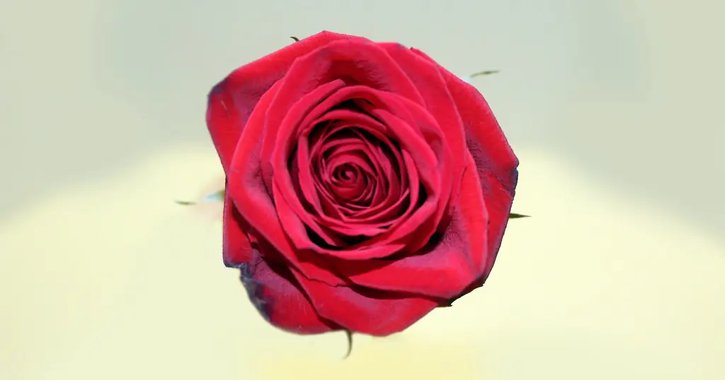 Eine einzelne rote Rose
